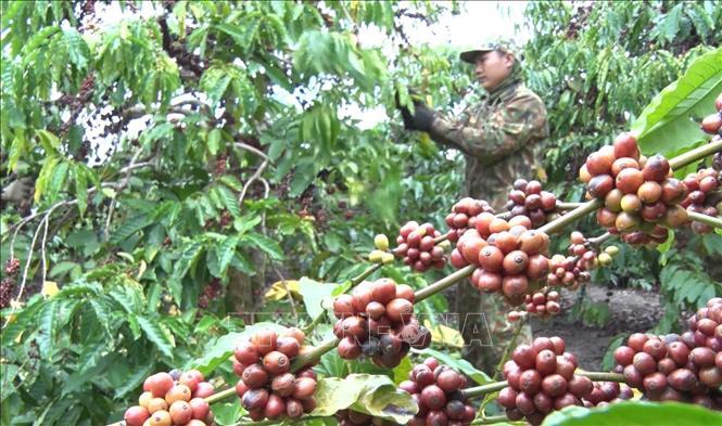 Nghịch lý cà phê tăng giá nhưng người nông dân không vui - Ảnh 1.