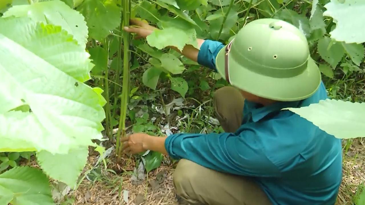 Cây gai xanh: Giúp đồng bào dân tộc thiểu số chuyển đổi cây trồng hiệu quả - Ảnh 2.