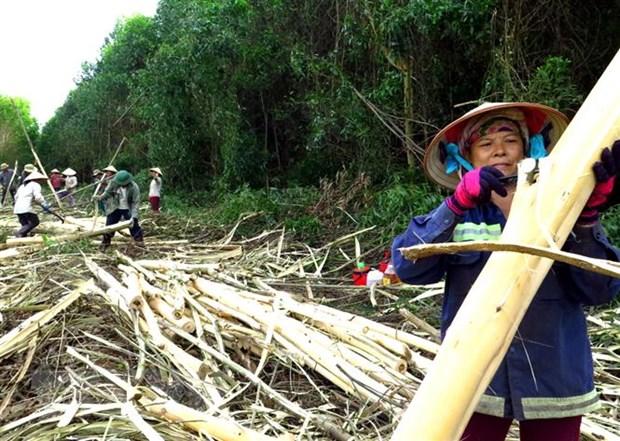 Thuc day trien khai thoa thuan Viet Nam-My ve kiem soat khai thac go hinh anh 1