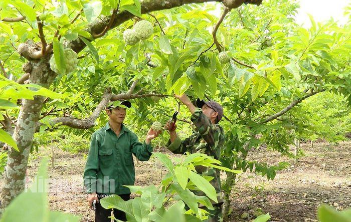 Thương lái vào tận vườn thu mua với giá cao ngay đầu vụ, thứ quả này của Ninh Bình không thua kém Lạng Sơn - Ảnh 1.