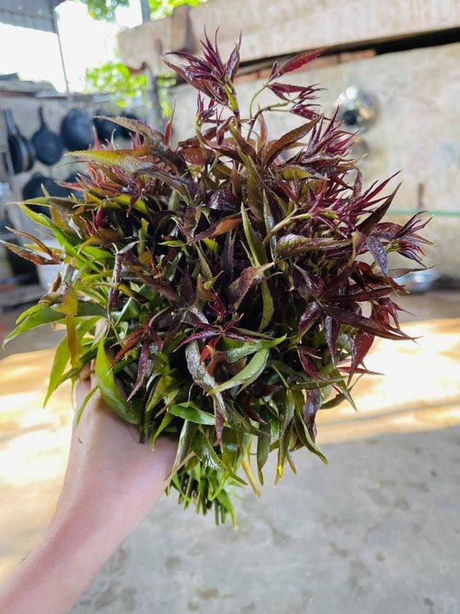 Loại cây mọc dại nay thành “nhân sâm" trong sách đỏ, dân trồng hái ngọn bán, lãi 1,5-2 triệu/tuần - Ảnh 2.