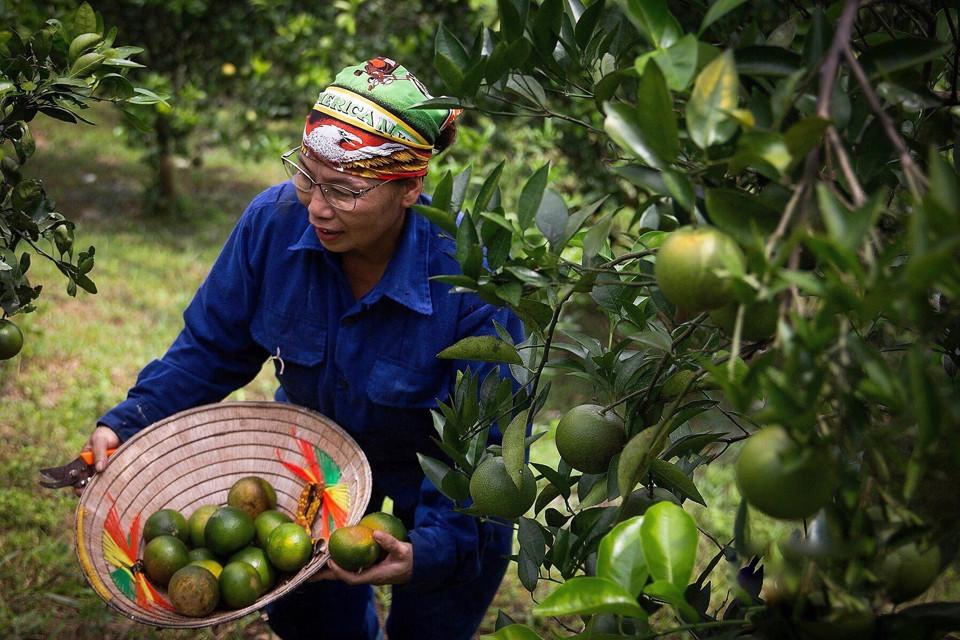 Cao Phong đang sốt với loại quả vỏ mỏng, tép vàng, không hạt; có thể dùng tay bóc vỏ ăn trực tiếp  - Ảnh 1.