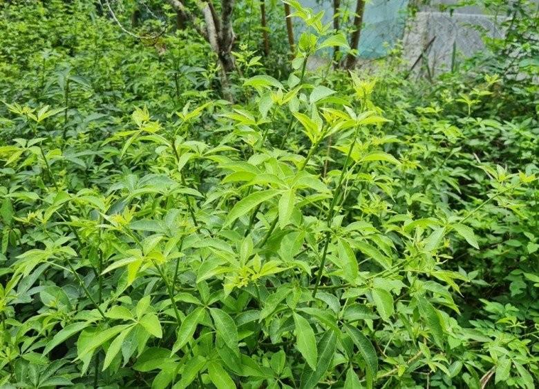 Loại cây mọc dại nay thành “nhân sâm" trong sách đỏ, dân trồng hái ngọn bán, lãi 1,5-2 triệu/tuần - Ảnh 1.