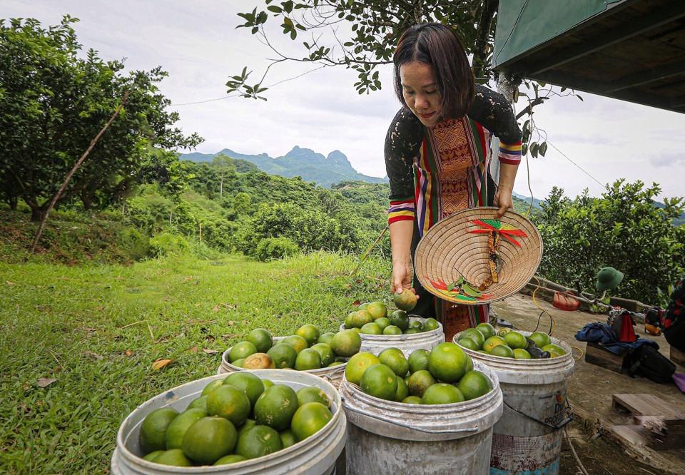 Cao Phong đang sốt với loại quả vỏ mỏng, tép vàng, không hạt; có thể dùng tay bóc vỏ ăn trực tiếp  - Ảnh 2.