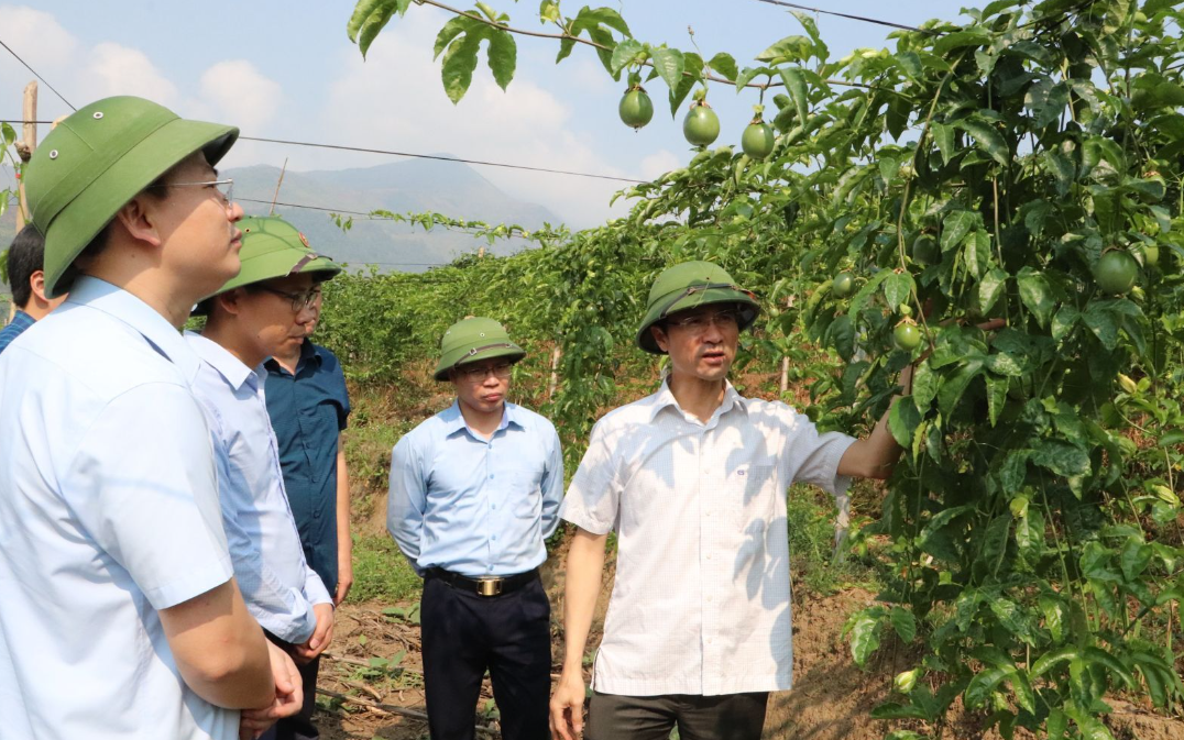 Phong Thổ: Đạt nhiều kết quả mới trong lĩnh vực nông nghiệp