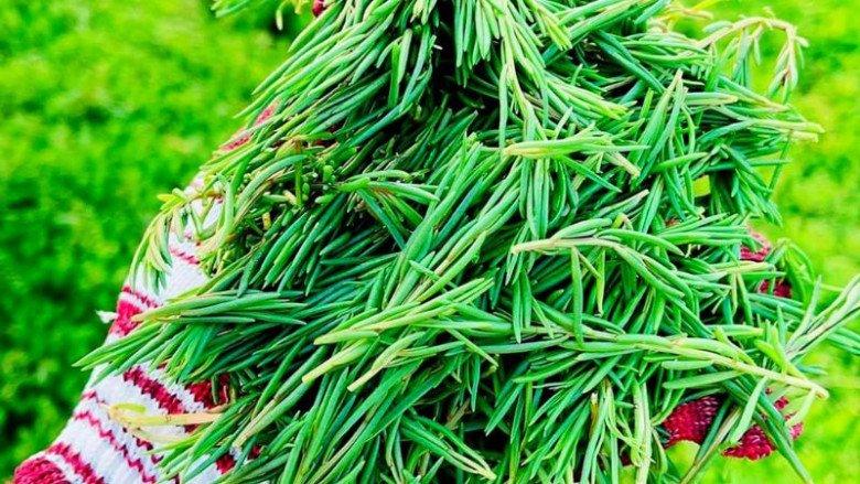 Rau còng còng là rau gì mà được ví như "lộc trời" vì vị độc lạ, muốn mua phải đặt trước và giá khá cao - Ảnh 1.