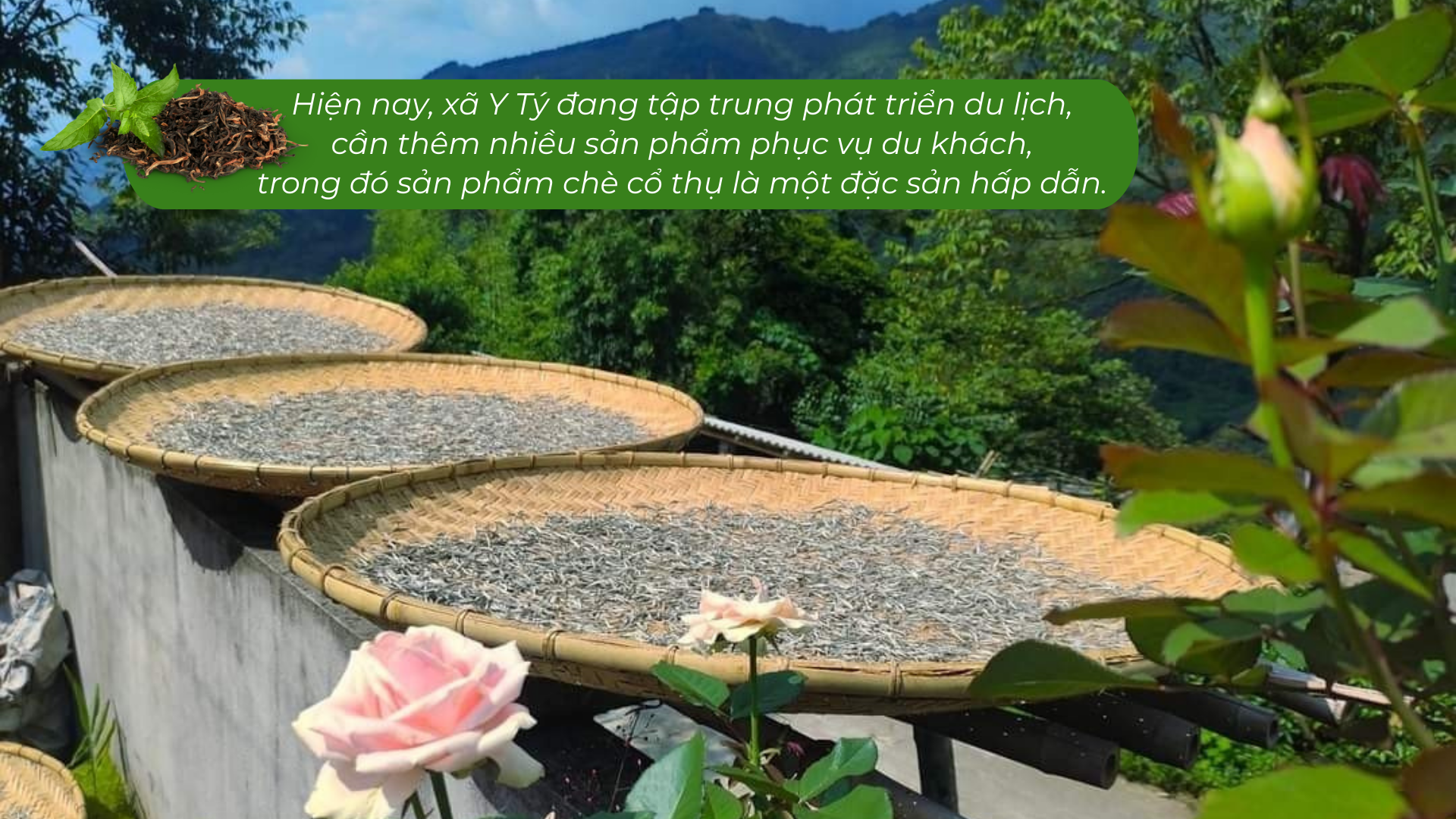 Lào Cai có một 'kho vàng xanh', mùi thơm như mật ong, hễ bán là hết sạch, giá 1,5 triệu đồng/kg - Ảnh 10.