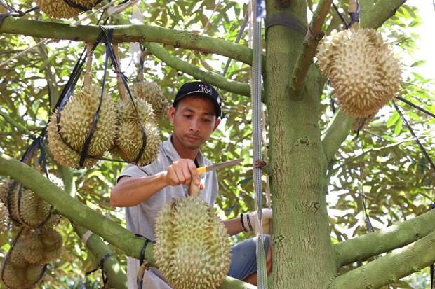 Mua thu hoach sau rieng dem lai thu nhap cao cho ba con dong bao dan toc thieu so o Dak Lak hinh anh 1