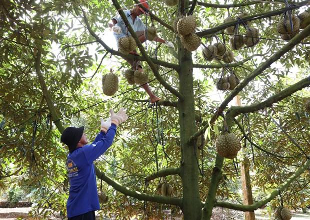 Mua thu hoach sau rieng dem lai thu nhap cao cho ba con dong bao dan toc thieu so o Dak Lak hinh anh 3