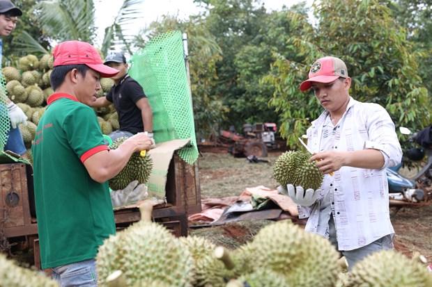 Mua thu hoach sau rieng dem lai thu nhap cao cho ba con dong bao dan toc thieu so o Dak Lak hinh anh 7