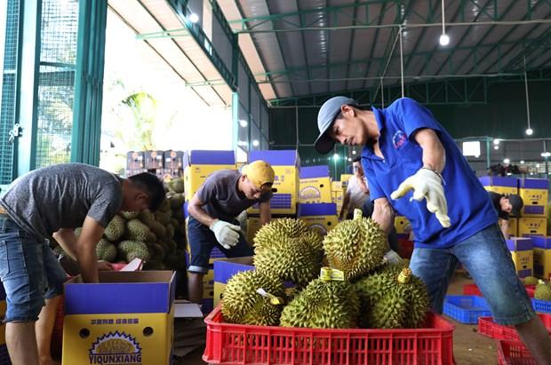 Mua thu hoach sau rieng dem lai thu nhap cao cho ba con dong bao dan toc thieu so o Dak Lak hinh anh 6