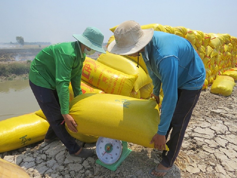 Giá lúa gạo hôm nay ngày 11/10: Giá lúa tăng 200 đồng/kg