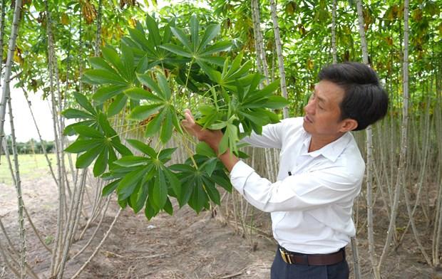 Day manh nhan giong san khang benh kham la hinh anh 2