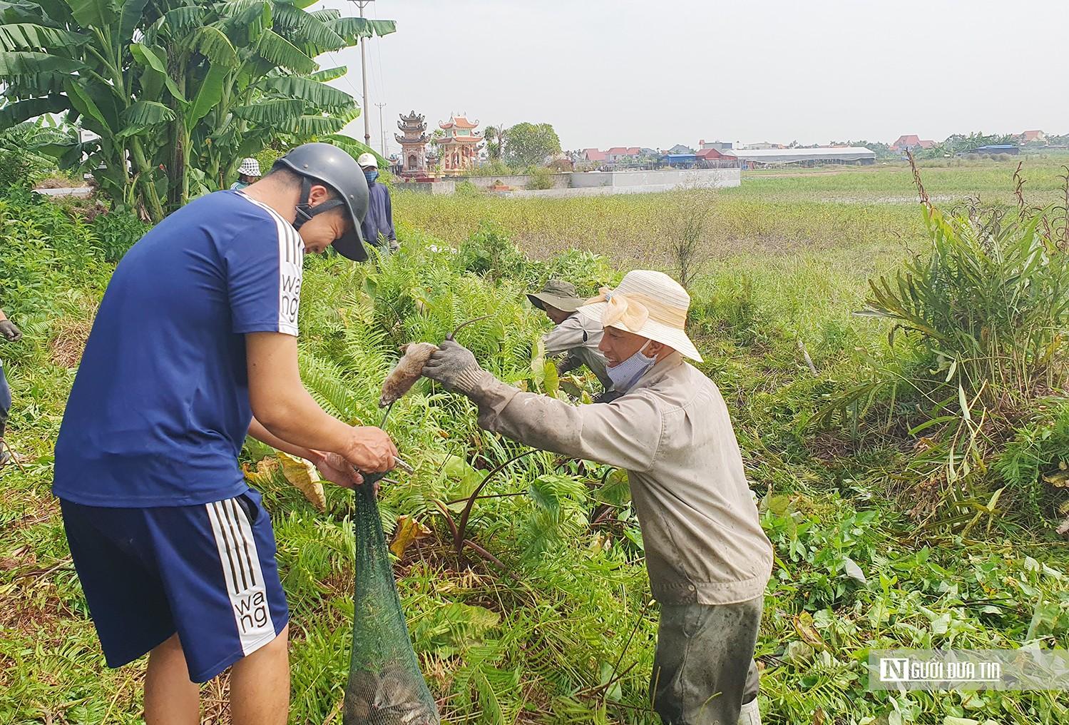 Đời sống - Loài vật hôi hám nay thành đặc sản, dân buôn thu tiền triệu mỗi ngày (Hình 2).