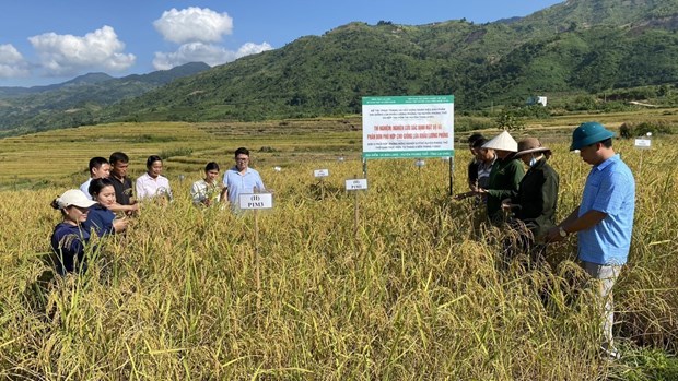 Xay dung nhan hieu san pham lua Khau Luong Phung hinh anh 1