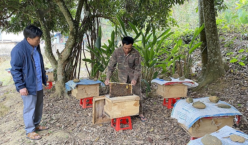 Nghề nuôi ong ở Lai Châu: Chắt chiu mật ngọt cho đời