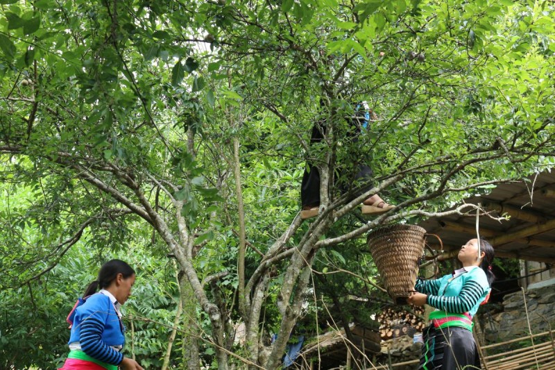 Giảm nghèo thông tin vùng dân tộc thiểu số và miền núi: Quan trọng và thiết thực