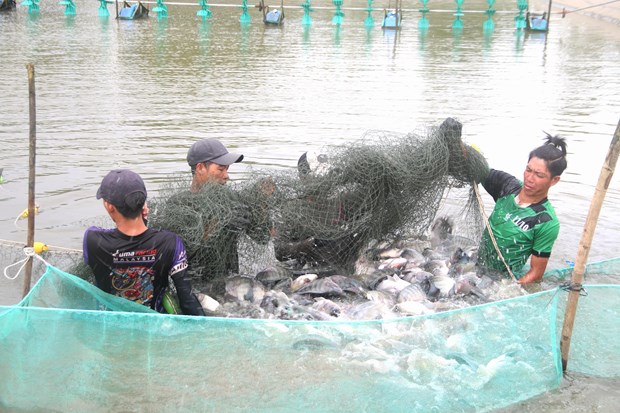 Nhan rong nuoi ca ro phi luan canh trong ao tom o huyen Cau Ngang hinh anh 1