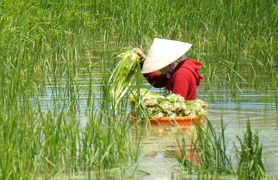 Loại rau trước nhổ vứt đi, ai ngờ ngày nay ví như "lộc trời" giá 200.000 đồng/kg - Ảnh 2.