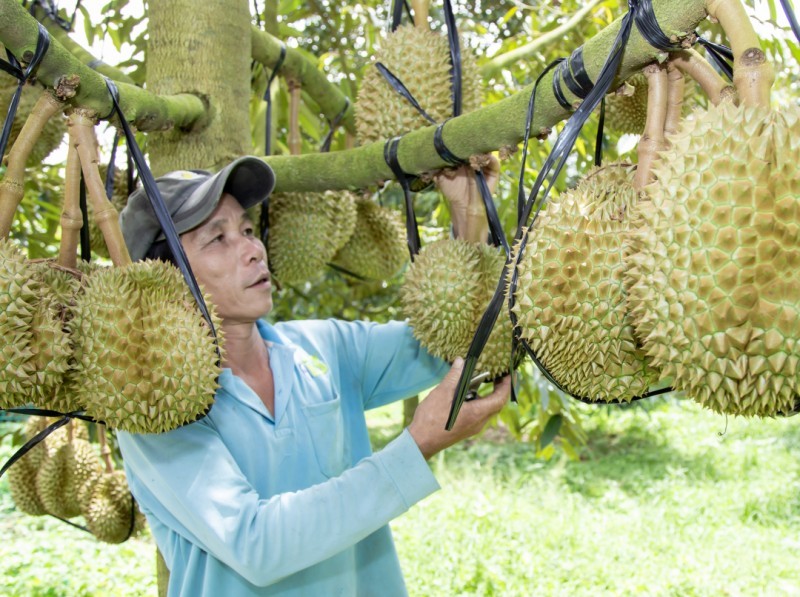 Quy hoạch vùng trồng: Cần lấy “cầu” làm gốc