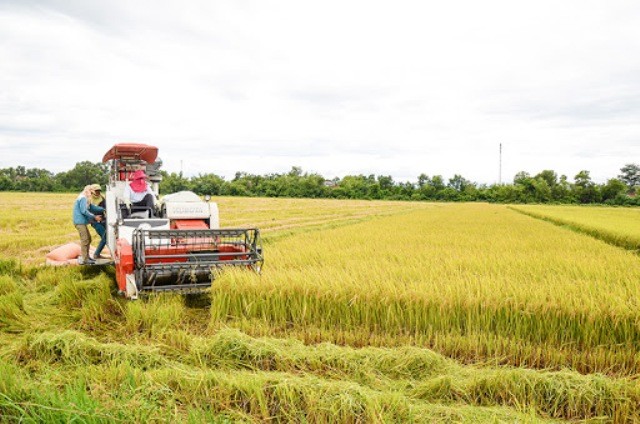 Giá lúa gạo hôm nay ngày 4/12: Nhiều kho cần hàng chấp nhận mua với mức giá cao