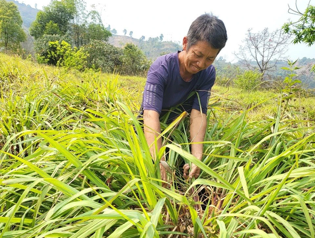 Nậm Pồ: Nỗ lực nâng cao giá trị nông sản của địa phương   - Ảnh 1.