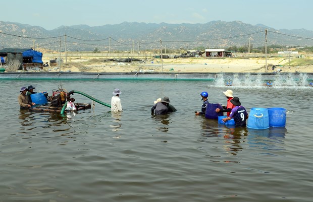 Hieu qua tu nuoi oc huong o Ninh Thuan hinh anh 2