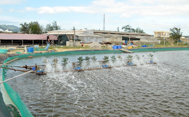 Hieu qua tu nuoi oc huong o Ninh Thuan hinh anh 3