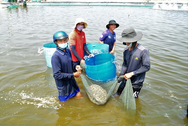 Hieu qua tu nuoi oc huong o Ninh Thuan hinh anh 5