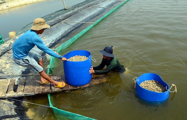 Hieu qua tu nuoi oc huong o Ninh Thuan hinh anh 4