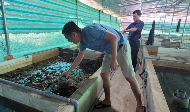 Gia luon xuong thap, nguoi nuoi o tinh Ba Ria-Vung Tau lo nang hinh anh 1