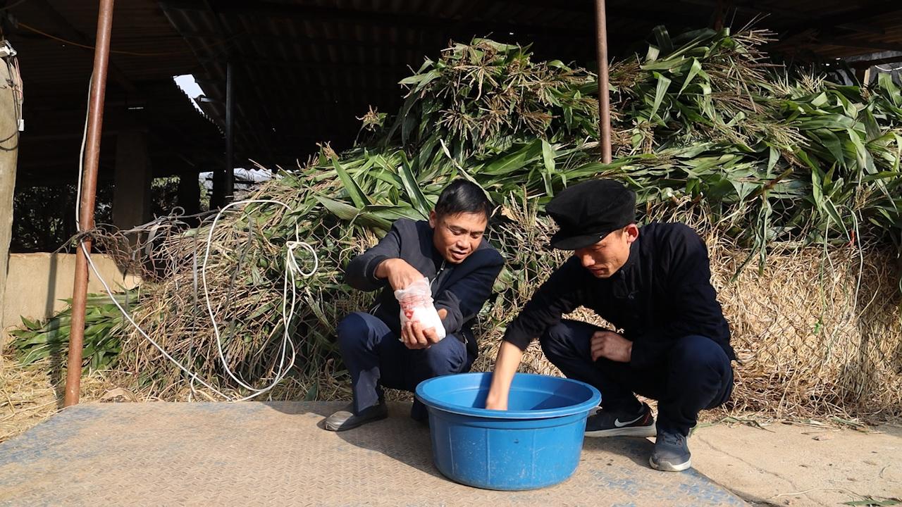 Vùng cao Sơn La chủ động phòng, chống đói, rét cho đàn vật nuôi- Ảnh 3.