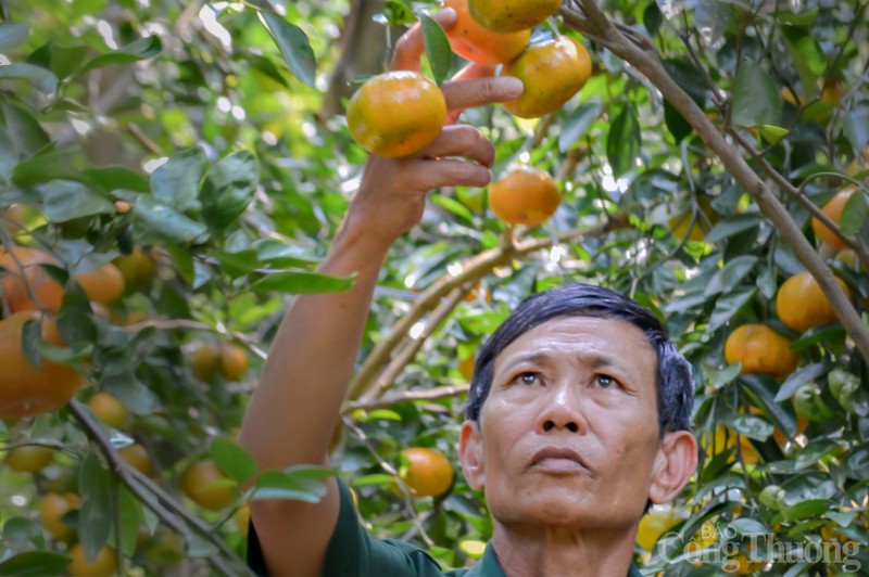 Đồng Tháp: Sắc xuân trong những khu vườn quýt hồng Lai Vung