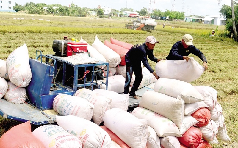 Giá lúa gạo hôm nay ngày 16/2: Đón giá cao, nông dân Đồng Tháp tất bật thu hoạch lúa Đông Xuân