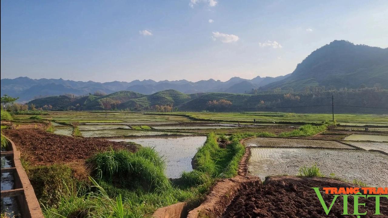 Nông dân Yên Châu tất bật xuống ruộng cấy lúa xuân- Ảnh 4.