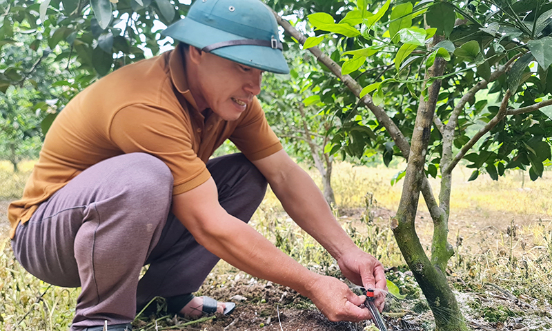 Mô hình trồng cam của gia đình anh Nguyễn Văn Ngọ, xã Trường Thủy (Lệ Thủy) phát triển tốt nhờ công nghệ công nghệ tưới nhỏ giọt.