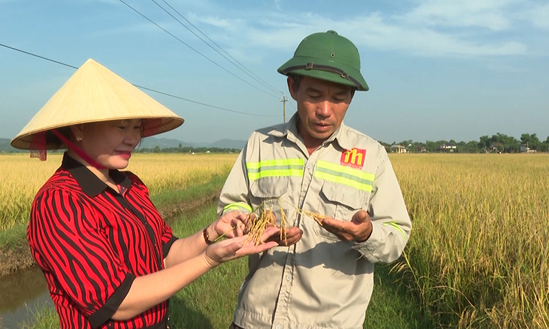 Liên kết sản xuất theo chuỗi góp phần giúp nông dân ổn định sản xuất, nâng cao giá trị cây lúa.