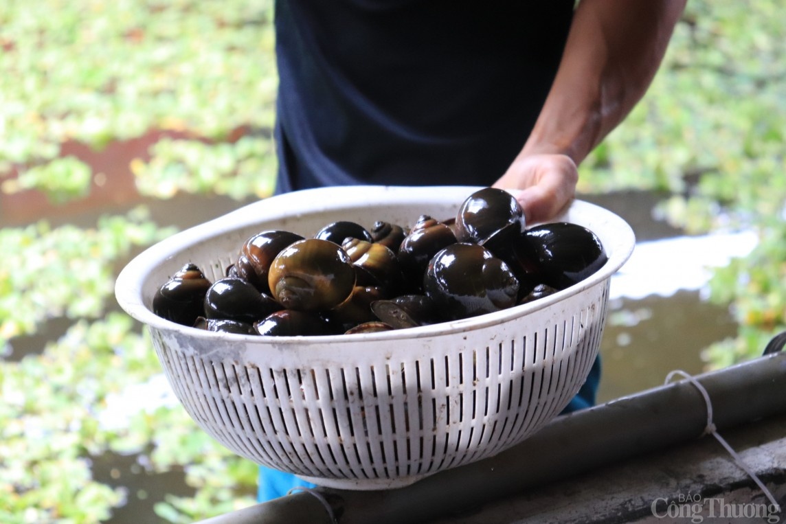 Hải Dương: Đổi đời, thành tỷ phú nhờ mô hình nuôi ốc nhồi thương phẩm