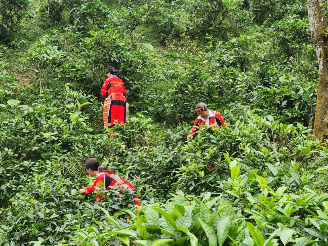 Hà Giang: Hiệu quả từ các mô hình kinh tế do phụ nữ làm chủ