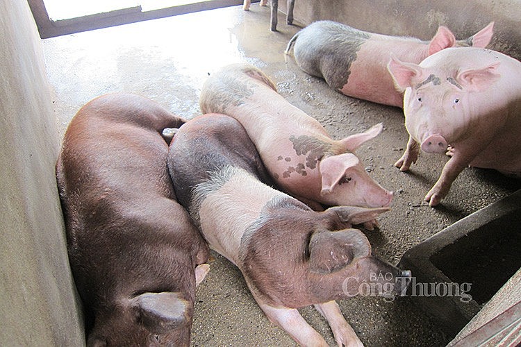 Giá heo hơi hôm nay ngày 26/4/2024: Cao nhất 64.000 đồng/kg