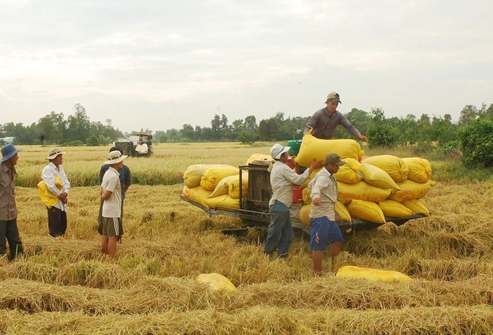 Giá lúa gạo hôm nay ngày 1/5: Tiếp tục xu hướng đi ngang