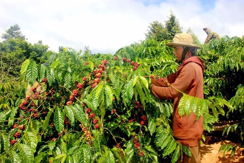 Giá cà phê Robusta lao dốc, cà phê Arabica ngược chiều tăng