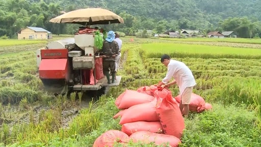 Giá lúa gạo hôm nay ngày 13/5: Giá gạo bật tăng trở lại