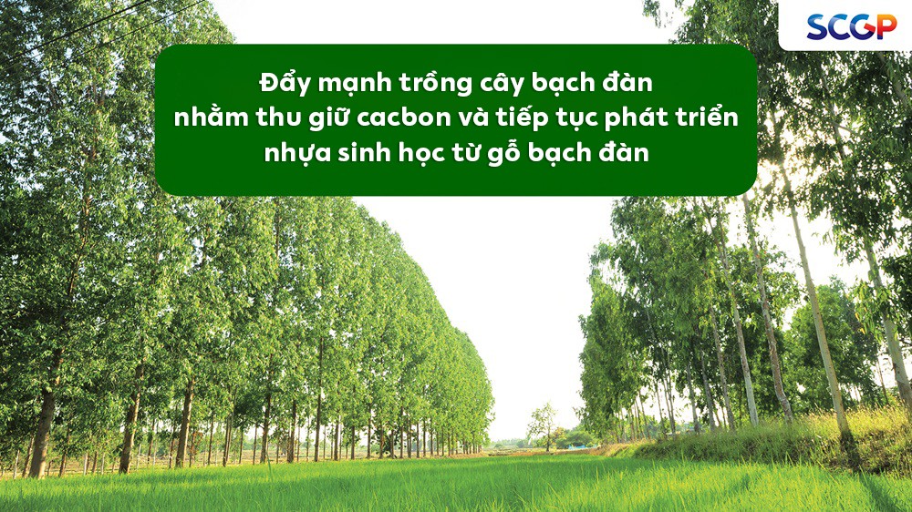 SCGP phát triển sáng kiến Nhựa sinh học từ gỗ bạch đàn