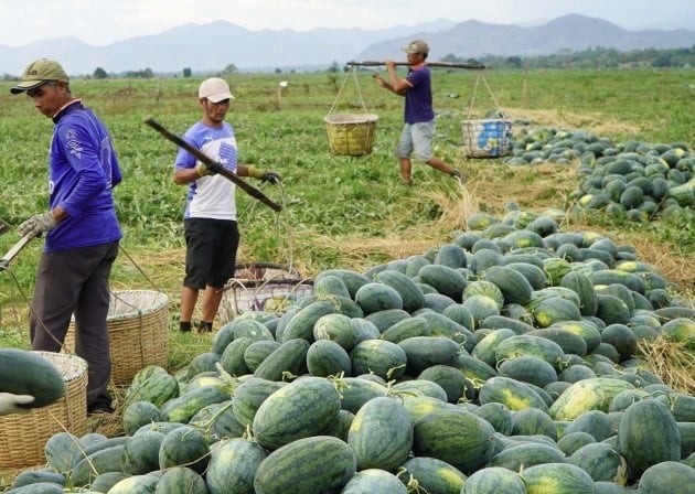 Giá nông sản hôm nay ngày 22/5: Dưa hấu được mùa, giá cao, giá ớt tiếp tục tăng nhẹ