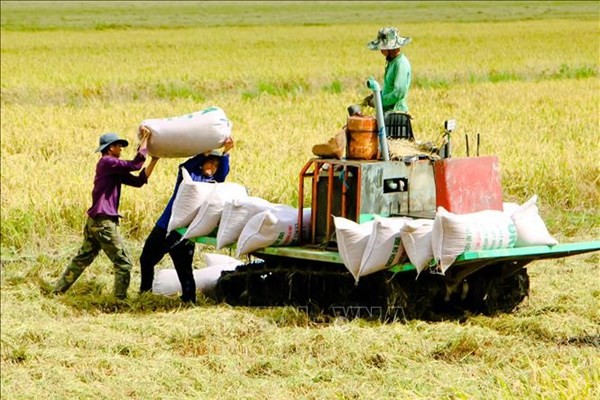 Giá lúa gạo hôm nay 6/6/2024: Giá lúa ổn định, giá gạo tăng