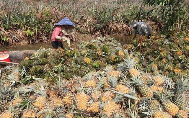 Giá nông sản hôm nay ngày 11/6/2024: Giá tiêu trong nước tăng mạnh; cam sành Vĩnh Long rớt giá