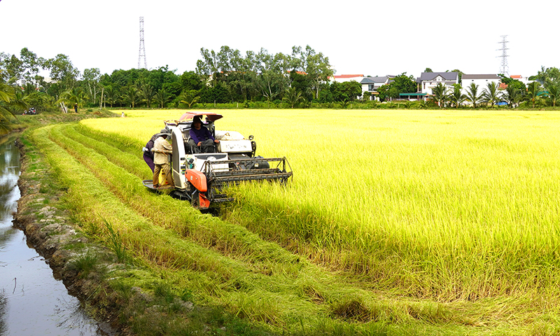 Thu hoạch vụ lúa xuân-hè tại vùng Bàu Rèng.