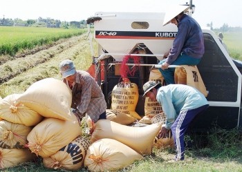 Giá lúa gạo hôm nay ngày 2/7: Giá gạo giảm 100 đồng/kg, giá lúa đi ngang