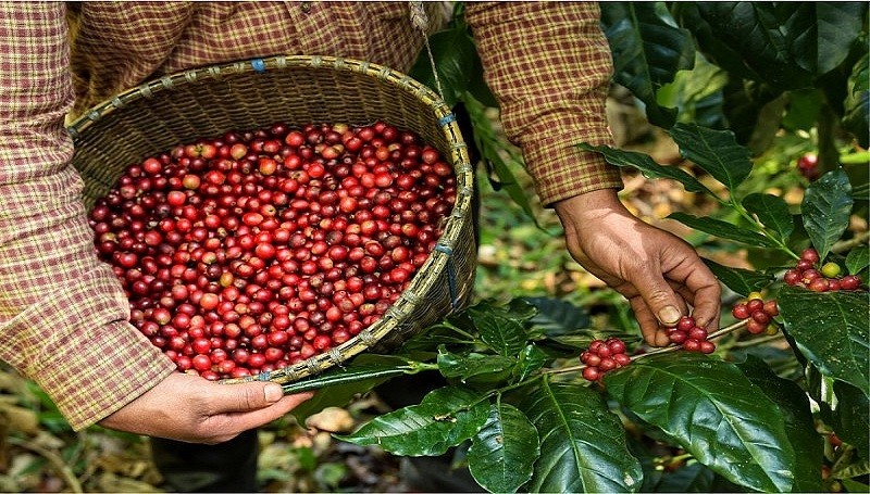 Đắk Nông đang thu mua cà phê với giá cao nhất, vượt trên tất cả các tỉnh ở Tây Nguyên- Ảnh 3.